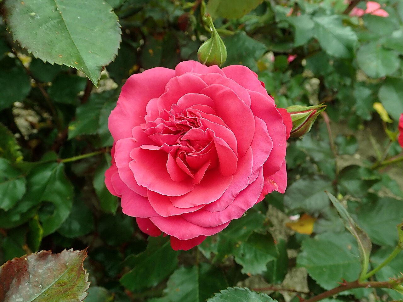 Europa-Rosarium in Sangerhausen, größte Rosensammlung der Welt