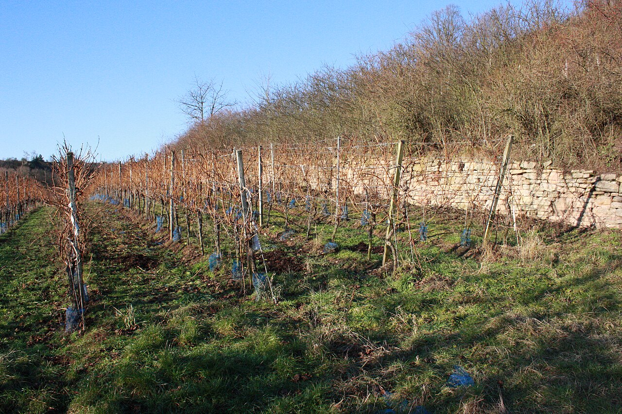 Weinberg bei Höhnstedt am Süßen See